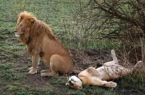 Which animal has the longest mating time?
