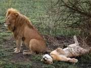 What animal has the longest mating time?