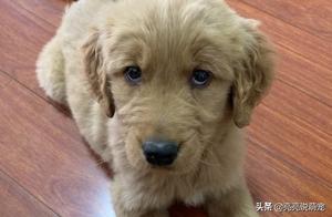 For a Golden Retriever to Go Out and Play, It Must Make Its Owner Happy, Otherwise It’s All Talk