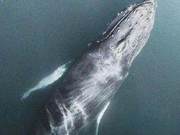 Why is ‘One Whale Fall, Ten Thousand Things Live’ Said?