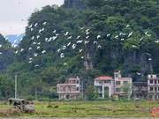 Daxian: Rural Ecological Beauty – White Egrets in a Dance