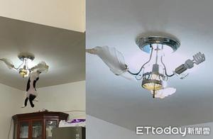 Siamese Cat Does Aerial Fitness with Chandelier