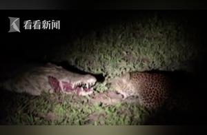 Crocodile Holding Meat Spotted While Sleeping, Bold Leopard Seizes 2 Large Pieces
