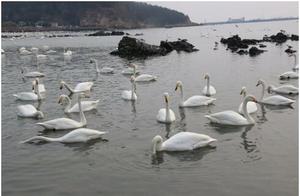 Yan Dunqiao Swans