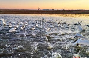 Great White Pelicans Visit Zhangbei Grassland Wetland
