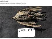 46,000-Year-Old ‘Permafrost Bird’ Discovered; Experts Say It’s Ancestor of Two Skylark Subspecies