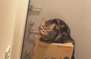 The Cat 'Plays' with Its Treats, Calmly 'Meows' and Unleashes Its Expression Pack Skills: 'Omu Ga'