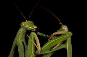 Insect Emotions Are No Less Remarkable Than Human Emotions; They Also Have Diverse Courtship Methods