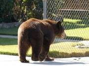 ‘Bear Appearances’ Ahead of Schedule? Expert: Climate Warming Causes Early Awakening