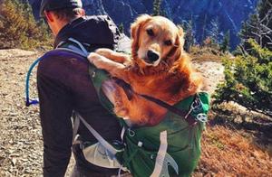 Before Getting a Dog, First See if You Are Suitable: 4 Tests to See if You've Passed?