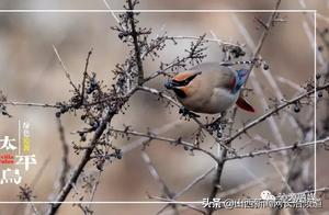 Nearly 10,000 Small Tibetan Horned Larks Descend on Yinshuang