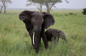 Photography: Wild Animals Are Our Good Friends, Let's Treat Them Well (Illustration)