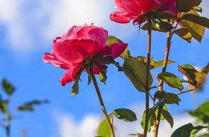 | Meeting the Awakening Spring