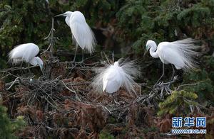 Egret Kingdom in Spring