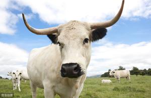 Which animal has the largest breasts?