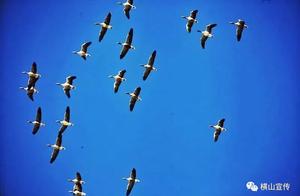 Spring Has Arrived! Wuding River Ice and Snow Melt, Migratory Birds Return
