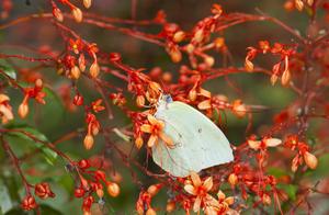 When Grass and Swallows Flourish in March, You Are Far Away, And I Wait Here For You