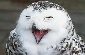 Top 10 Funny Animal Expressions, Different Eyes, Just to Meet You, It's Explosive!
