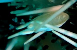 Shrimp and Crabs (4): Shrimp (3) - Bumblebee Urchin Shrimp (Ambon)