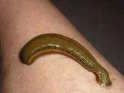 Water Vipers, Bloodsuckers (Biè), Do You Remember These Creatures?