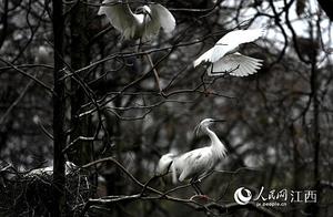 Grand Opening! Come See the 1.6 Million Migratory Birds at the Urban Park