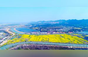 Xintang Township: Rape Flowers Are Blooming in Full Glory