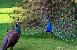 Why Are Most Animals Male and More Beautiful, While Humans Are the Opposite?