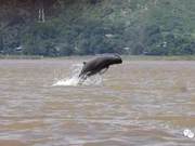 Who Says Irrawaddy Dolphins Only Eat Wild Animals? Good News Comes From the Protection of This Endangered Species