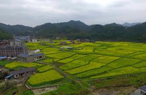 China: Oilseed Rape Fields in Golden Bloom