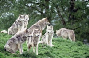 Why is the Normal Number of Wolves 7? Wolves and Foxes: What’s the IQ Difference?