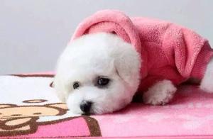 These Strange Behaviors in Birmans are Actually ‘Help’!
