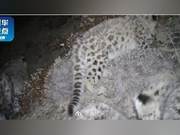 Rare! Four Snow Leopards Spotted Together in Gansu’s Qilian Mountains