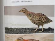 Yellow River Delta Birds – Yellow-legged Three-toed Sandgrouse