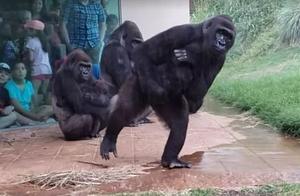 Suddenly Heavy Rain, Orangutans Panic and Escape, Vivid Expressions Make People Feel Like Looking in a Mirror