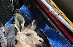 Kangaroo Falls 11 Meters into Deep Mine, Rescued and Found with Baby Joey in Pouch