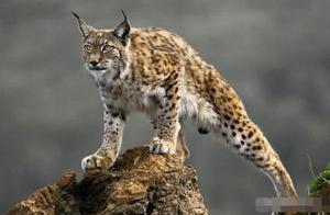 Tibetan Mastiff vs. Lynx: A Deadly Battle – Who Would Win?