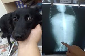 Dogs Become Dumber After Giving Birth: Immediately Running to the Owner to Be Affectionate, Completely Ignoring Child-Rearing