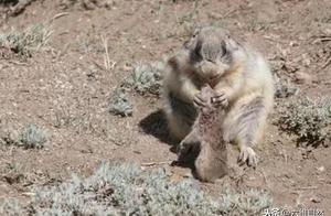 The Fierce Side of Prairie Voles: Despite Being Related to Mice, They Frequently Hunt Them!