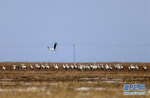 Momoge Wetland Welcomes First Batch of Migrating Oriental White Cranes