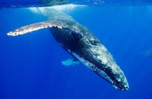 The Largest Animals Today Actually Live in the Oceans