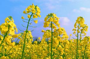A field of golden canola blossoms, a clean blue sky