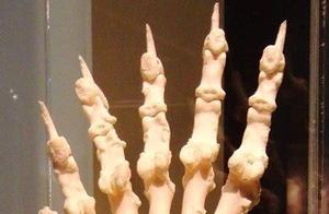 Why Do Many Animals Have Five Fingers? Why Do Giant Pandas Have Six?
