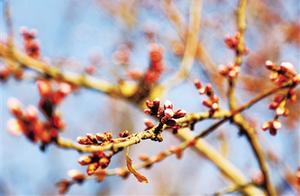 Buds Unfurl, Spring Warms Chengdu