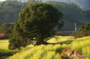 Spring in Changtai Gushan, Zhangzhou: Fields of Rape Flowers in Full Bloom