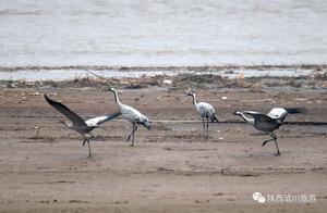 Gray Cranes Reside in the Yellow River Qiaohuan Wetlands