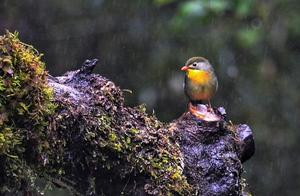 Heavy Rain: Summer's Wild Celebration, Yet the Bird's Nest an Unbearable Pain; Hope the Rain Stops and Everything is Well.