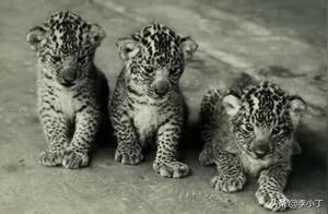 5 Unusual Hybrid Animals, the 3rd Species May Exist in Rural China