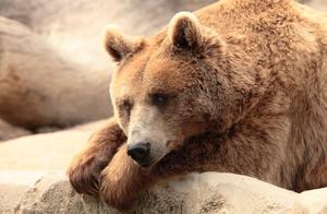 Giant 'Pet Bear Cub', What is a Bear? Interesting Bears