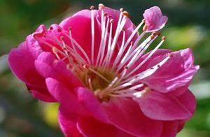 Essays in Verse: Another Spring