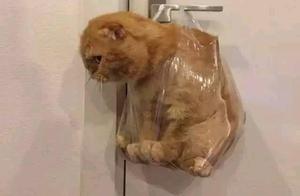 Grandma felt a little sorry for her grandson's angry education of the cat in the living room when she heard him lecturing the cat while she was using the toilet.